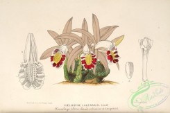 orchids-04438 - coelogyne lagenaria [5644x3760]