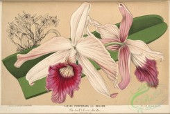 orchids-04447 - laelia purpurata nelisii [5830x3935]