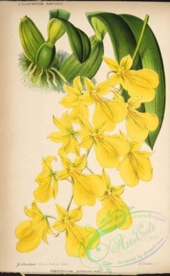 orchids-04551 - oncidium concolor [3760x6067]