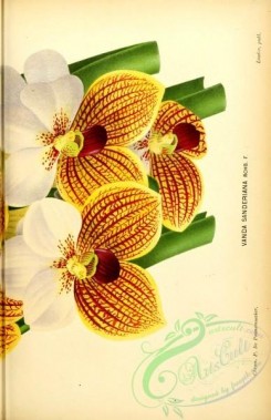 orchids-04742 - vanda sanderiana, 2 [2558x3952]