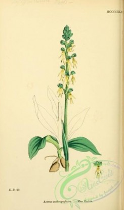 orchids-05180 - Man Orchis, aceras anthropophora [1668x2806]