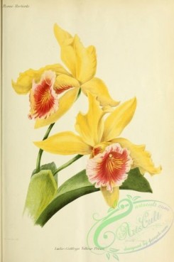 orchids-06161 - laelio-cattleya Yellow Prince [3303x4979]