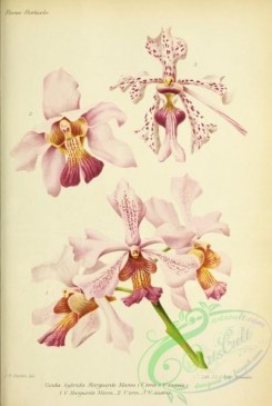 orchids-06162 - vanda [3398x5050]