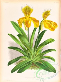 orchids-06428 - cypripedium sallieri