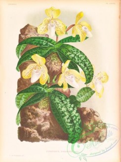 orchids-06430 - cypripedium tonkinense