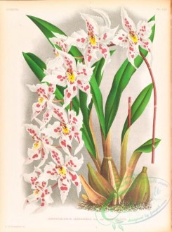 orchids-06440 - odontoglossum alexandrae cutsemianum