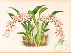 orchids-06443 - odontoglossum lucianianum