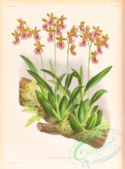 orchids-06446 - oncidium cucullatum