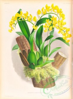 orchids-06448 - oncidium warscewiczi