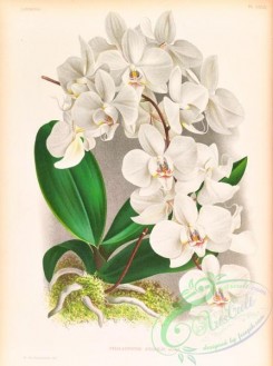 orchids-06449 - phalaenopsis amabilis
