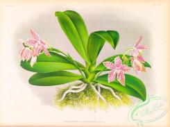 orchids-06450 - phalaenopsis luddemanniana