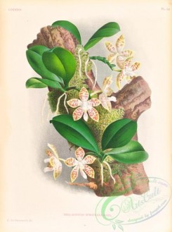 orchids-06451 - phalaenopsis sumatrana