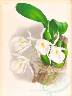 orchids-06452 - pilumna nobilis