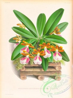 orchids-06457 - trichocentrum albo purpureum striatum