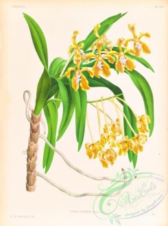 orchids-06458 - vanda lindeni