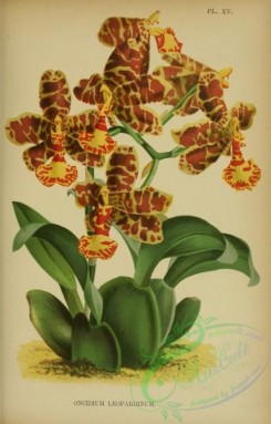 orchids-06864 - 015-oncidium leopardinum