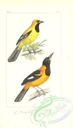 orioles-00107 - Oriole Blackbird, oriolus mexicanus, oriolus aurantius