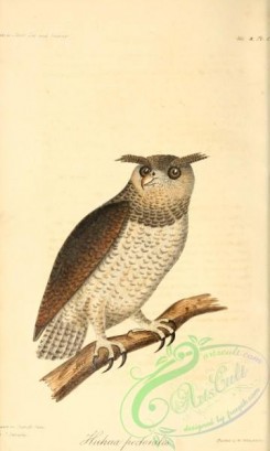 owls-00103 - huhua pectoralis