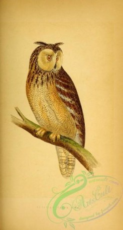 owls-00108 - Egyptian Eared Owl