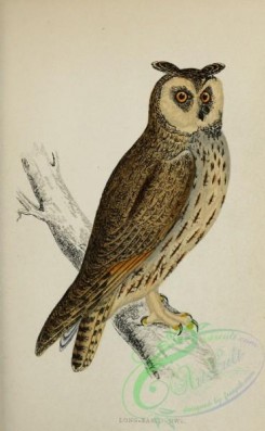 owls-00115 - Long-eared Owl