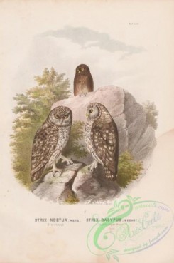 owls-00157 - 057-Little Owl, strix noctua, strix dasypus