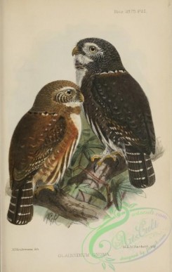 owls-00173 - Northern Pygmy-Owl, glaucidium gnoma