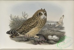 owls-00203 - 262-Brachyotus palustris Short-eared Owl