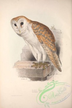owls-00260 - Barn Owl