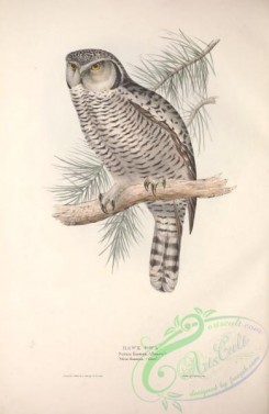 owls-00265 - Hawk Owl
