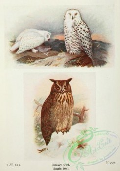 owls-00287 - Snowy Owl, Egle Owl