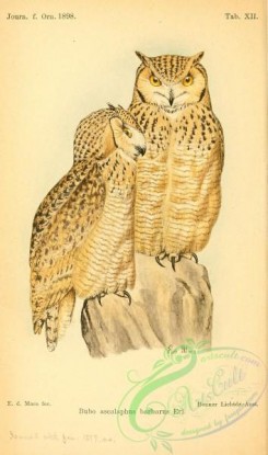 owls-00302 - bubo ascalaphus barbarus