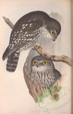 owls-00324 - Winking Owl, athene connivens