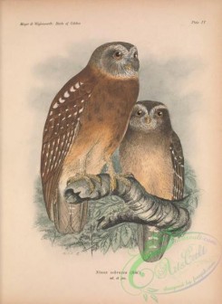 owls-00329 - 004-Ochre-bellied Boobook, ninox ochracea