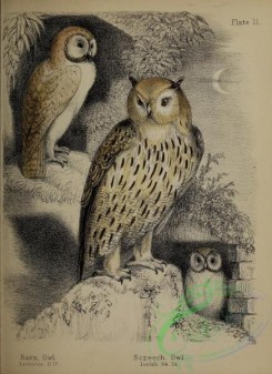 owls-00378 - Barn Owl, Screech Owl
