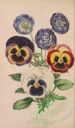 pansy-00345 - Fancy Pansies