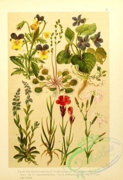 pansy-00404 - dianthus superbus, dianthus carthusianorum, drosera rotundifolia, viola tricolor, viola odorata, polygala vulgaris