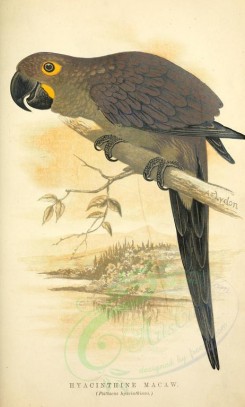 parrots_birds-00065 - HYACINTHINE MACAW [2057x3419]