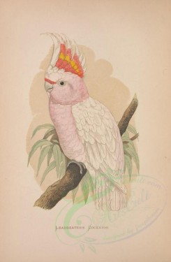 parrots_birds-00141 - LEADBEATER'S COCKATOO [2433x3715]