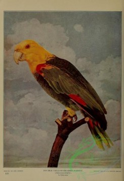 parrots_birds-00422 - Double Yellow-headed Parrot, amazona oratrix