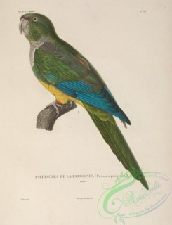 parrots_birds-00442 - psittacara patagonica