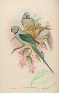 parrots_birds-00452 - Blue-winged Parrakeet