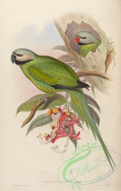 parrots_birds-00456 - Grey-headed Parrakeet