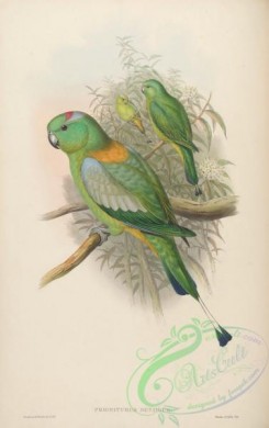 parrots_birds-00462 - Racket-tailed Parrot