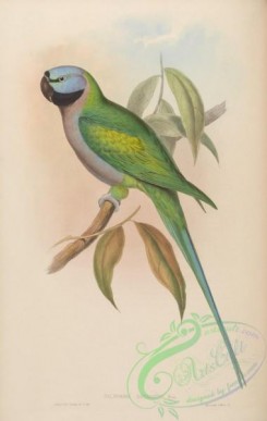 parrots_birds-00464 - The Earl of Derby's Parrakeet