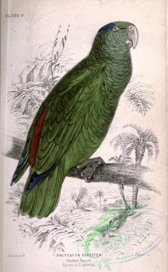 parrots_birds-00491 - Festive Parrot, psittacus festivus