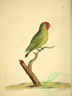 parrots_birds-00550 - Parrakeet from East India
