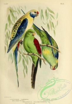 parrots_birds-00636 - Blue-Cheeked Parrakeet, Barnard's Parrakeet, Crimson-Winged Lory