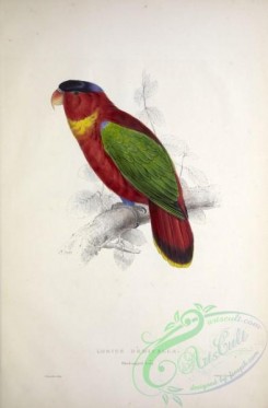 parrots_birds-00744 - Black-capped Lory, lorius domicella