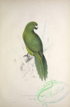parrots_birds-00776 - Uniform Parrakeet, platycercus unicolor