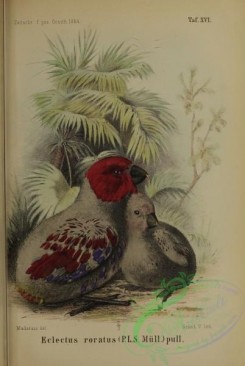 parrots_birds-00778 - Eclectus Parrot, eclectus roratus